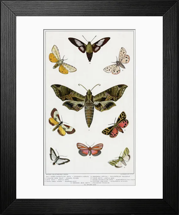 Framed Print : Various American Moths / Lithograph Framed Print : Various American Moths / Lithograph