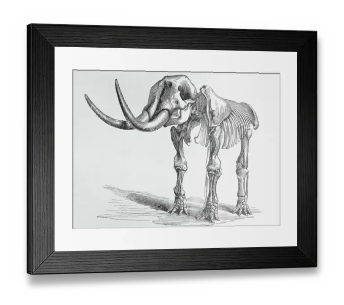 Framed Print : Illustration of Mastodon Skeleton Framed Print : Illustration of Mastodon Skeleton