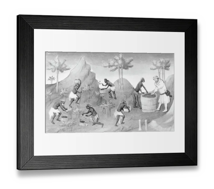 Framed Print : Illustration of People Harvesting Peppers Framed Print : Illustration of People Harvesting Peppers
