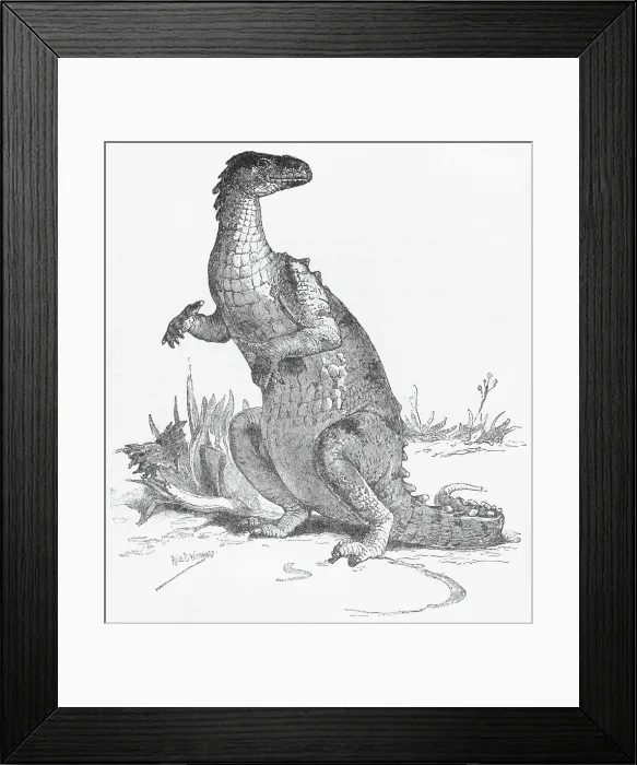 Framed Print : Illustration of Iguanodon Framed Print : Illustration of Iguanodon