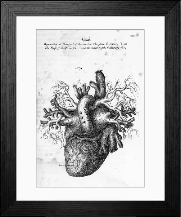 Framed Print : Illustration of Human Heart by Charles Bell Framed Print : Illustration of Human Heart by Charles Bell