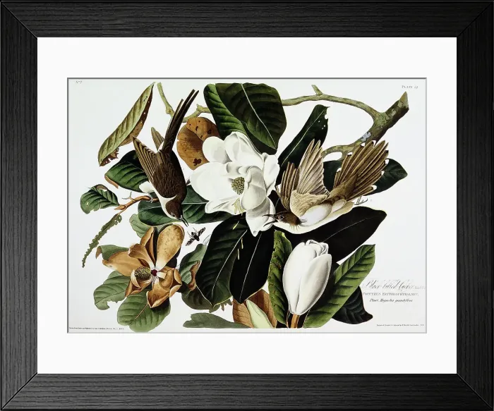 Framed Print : Black-Billed Cuckoo by John James Audubon Framed Print : Black-Billed Cuckoo by John James Audubon