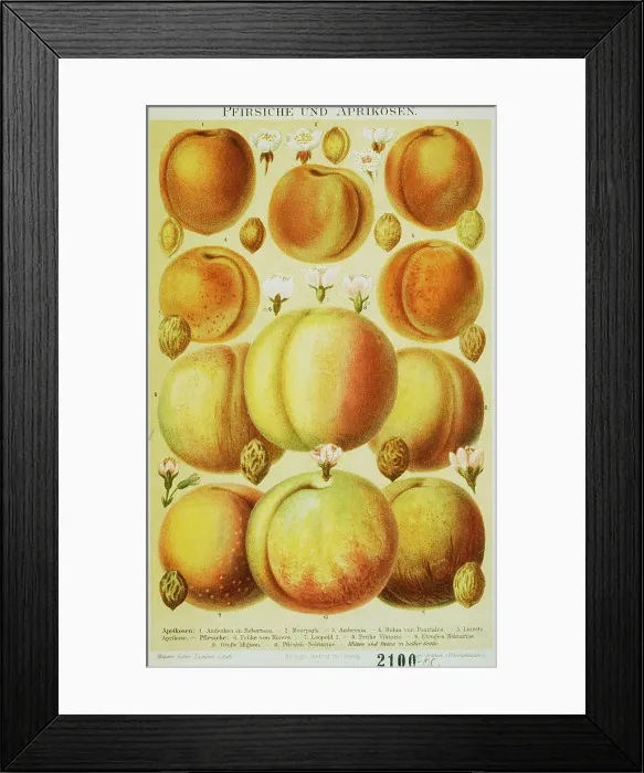 Framed Print : Peaches and Apricots Illustration from the Meyers Konversation-Lexikon Encyclopedia, 1897 Framed Print : Peaches and Apricots Illustration from the Meyers Konversation-Lexikon Encyclopedia, 1897