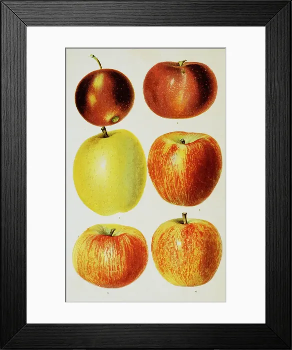 Framed Print : Book Illustration of Apples by Julius Bien Framed Print : Book Illustration of Apples by Julius Bien