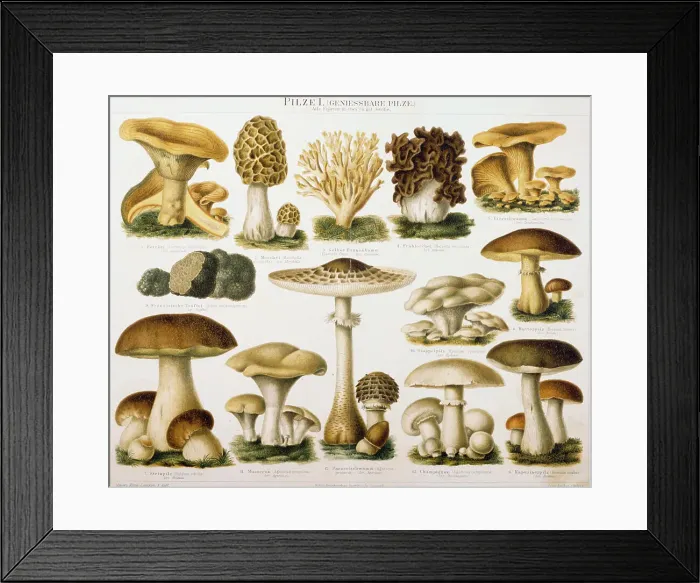 Framed Print : German Illustration of Edible Fungi Framed Print : German Illustration of Edible Fungi