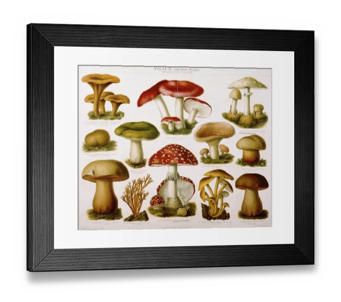 Framed Print : German Illustration of Poisonous Fungi Framed Print : German Illustration of Poisonous Fungi