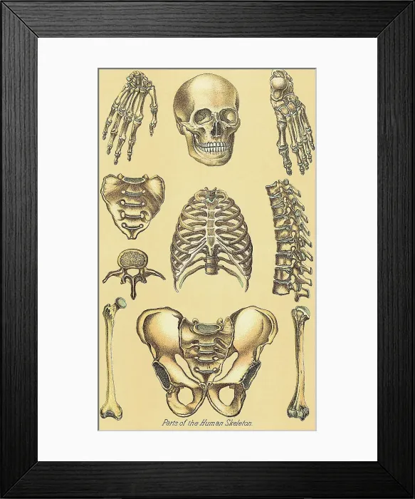Framed Print : Human Skeletal Parts - Illustration Framed Print : Human Skeletal Parts - Illustration