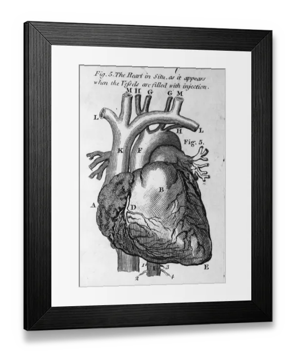 Framed Print : Illustration of a Human Heart and Blood Vessels