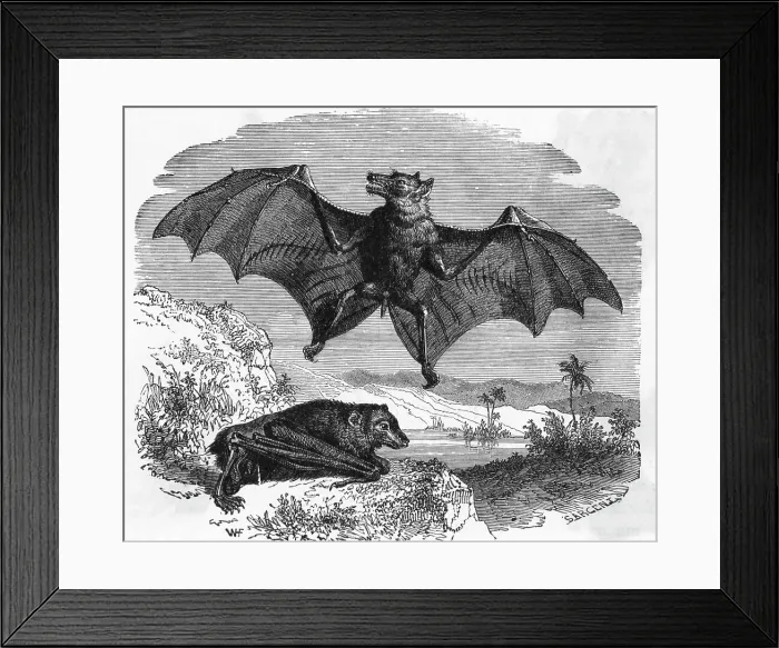 Framed Print : Illustration Flying and Resting Bat Framed Print : Illustration Flying and Resting Bat
