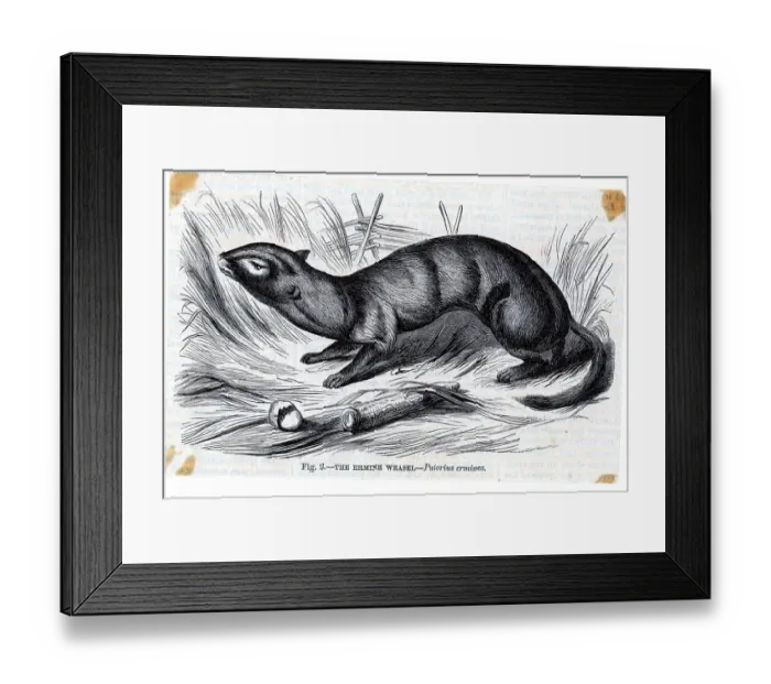 Framed Print : Engraving Of An Ermine Weasel