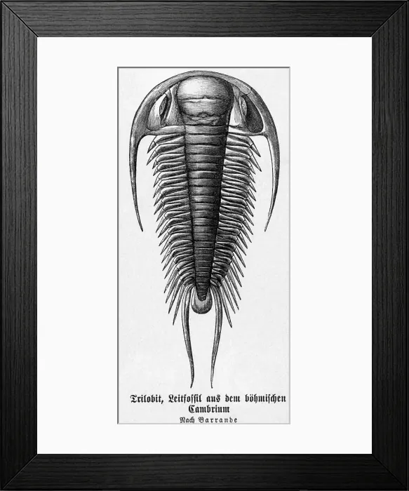 Framed Print : Cambrian System Of The Paleozoic Age Framed Print : Cambrian System Of The Paleozoic Age