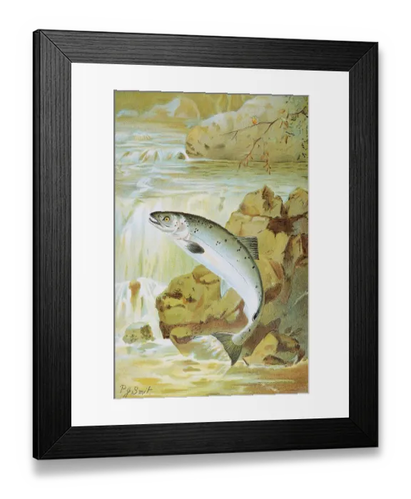Framed Print : A Salmon Leap by P.J. Smit Framed Print : A Salmon Leap by P.J. Smit