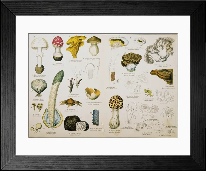 Framed Print : German Illustration of Fungi Framed Print : German Illustration of Fungi