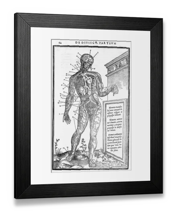 Framed Print : Blood Vessels of Human Body Framed Print : Blood Vessels of Human Body