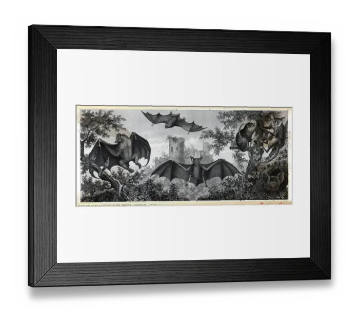 Framed Print : Illustration of Bats and Lemurs Framed Print : Illustration of Bats and Lemurs