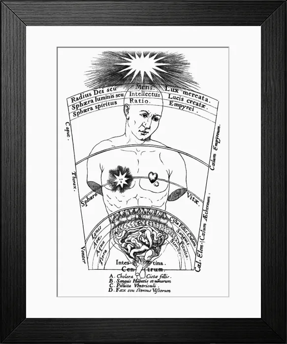 Framed Print : Diagram Of Male Torso & Intestines