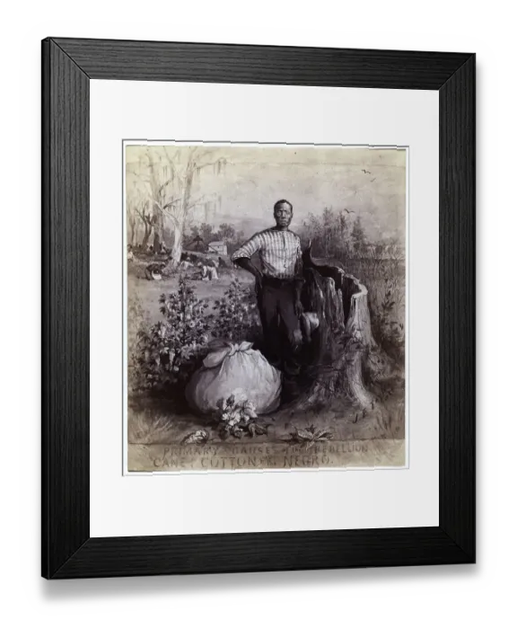 Framed Print : African Am Man Standing In Cotton Field Framed Print : African Am Man Standing In Cotton Field
