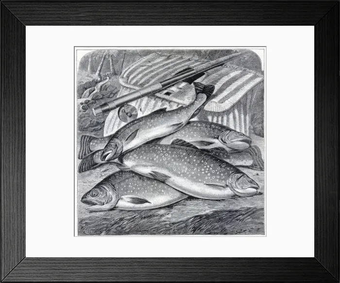 Framed Print : Group Of Long Island Brook Trout Framed Print : Group Of Long Island Brook Trout