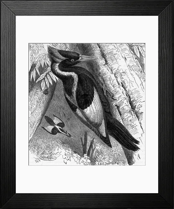 Framed Print : Ivory Billed Woodpecker Framed Print : Ivory Billed Woodpecker