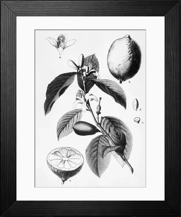 Framed Print : Botanical Drawings Of Lemons, Fruits Framed Print : Botanical Drawings Of Lemons, Fruits