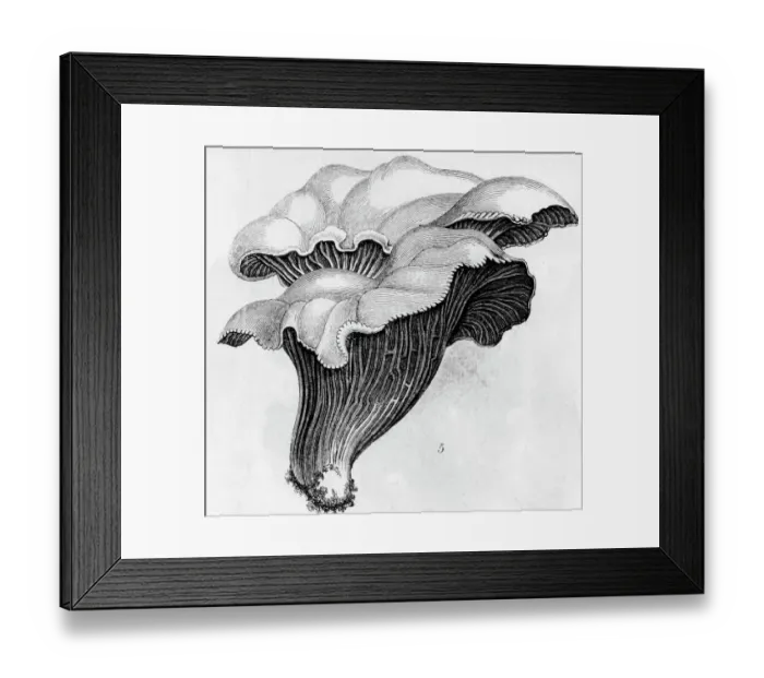 Framed Print : Illustration Of Mushrooms Framed Print : Illustration Of Mushrooms