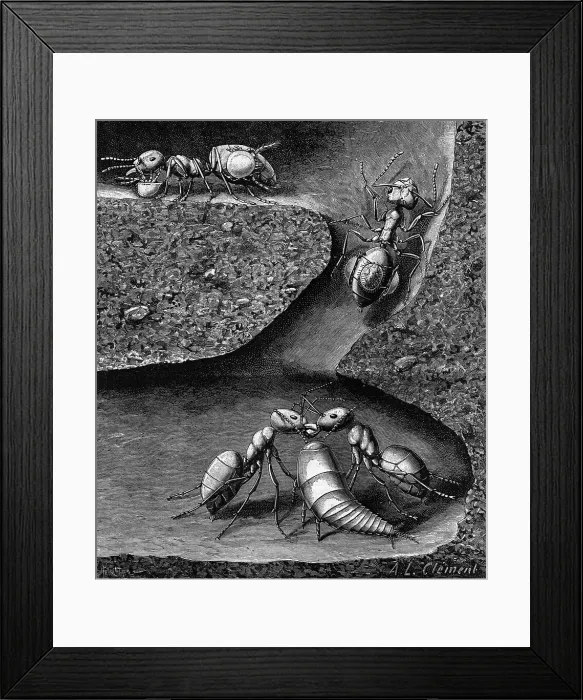 Framed Print : Section Of Formicary With Inhabitants