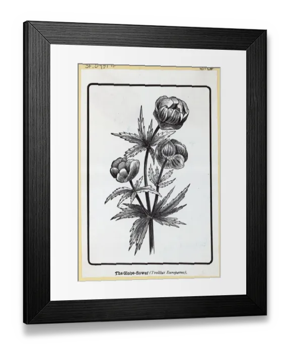 Framed Print : The Globe Flower From Woodcut Framed Print : The Globe Flower From Woodcut