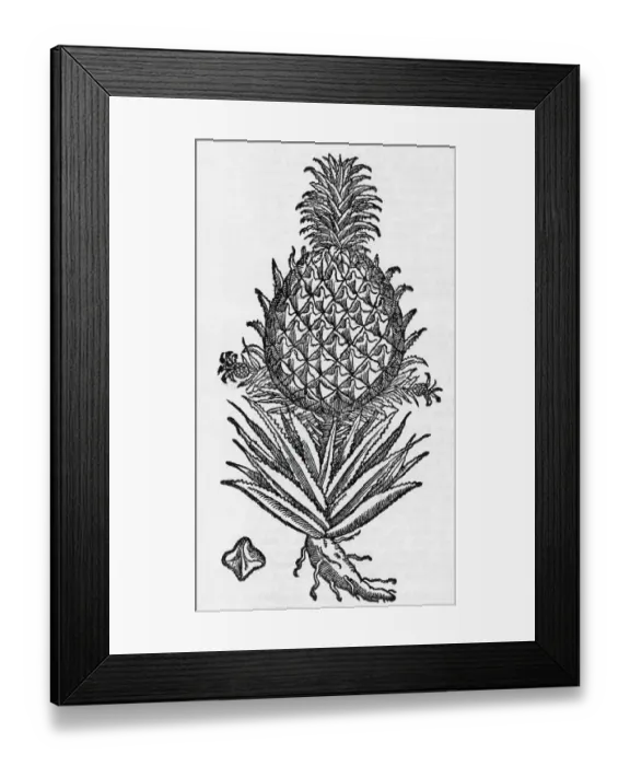 Framed Print : Pineapple Woodcut From 1587 Framed Print : Pineapple Woodcut From 1587