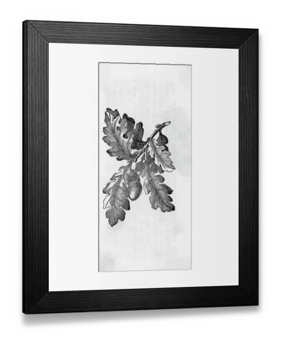 Framed Print : Oak Leaf Cluster with Acorns Framed Print : Oak Leaf Cluster with Acorns