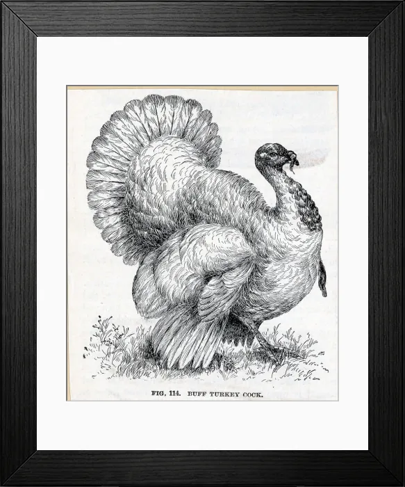 Framed Print : Buff Turkey Cock Framed Print : Buff Turkey Cock