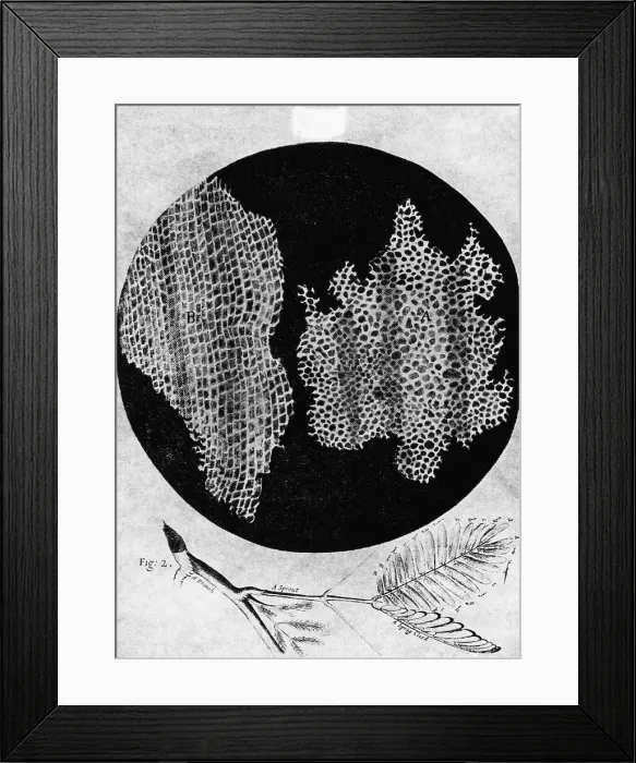 Framed Print : Microscopic View of Plant Cells Framed Print : Microscopic View of Plant Cells