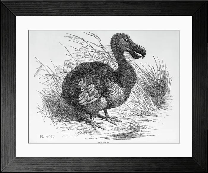 Framed Print : Engraving of a Dodo Bird Framed Print : Engraving of a Dodo Bird