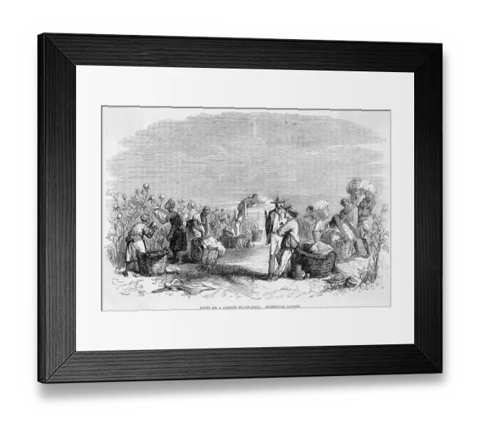 Framed Print : Cotton Picking On Plantation (Illus.) Framed Print : Cotton Picking On Plantation (Illus.)