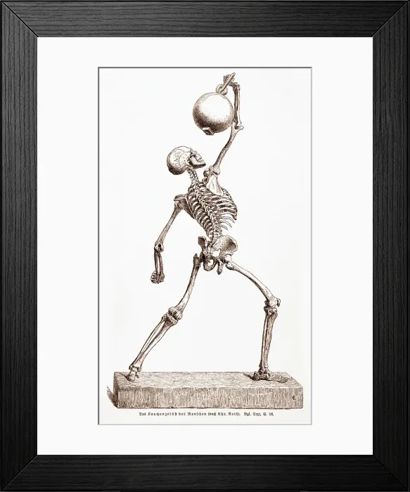 Framed Print : Skeleton Standing, Flexing Muscles Framed Print : Skeleton Standing, Flexing Muscles