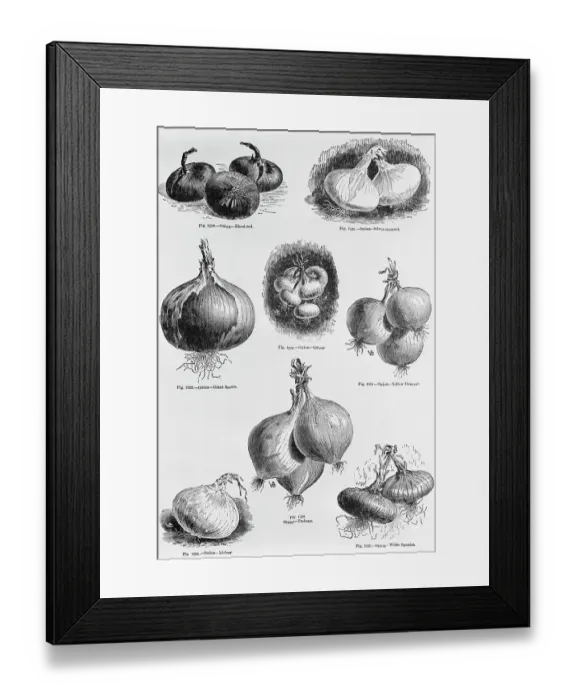 Framed Print : Eight Varieties Of Onion--1800'S Woodcut Framed Print : Eight Varieties Of Onion--1800'S Woodcut