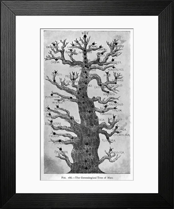 Framed Print : Geneological Tree Of Man Framed Print : Geneological Tree Of Man