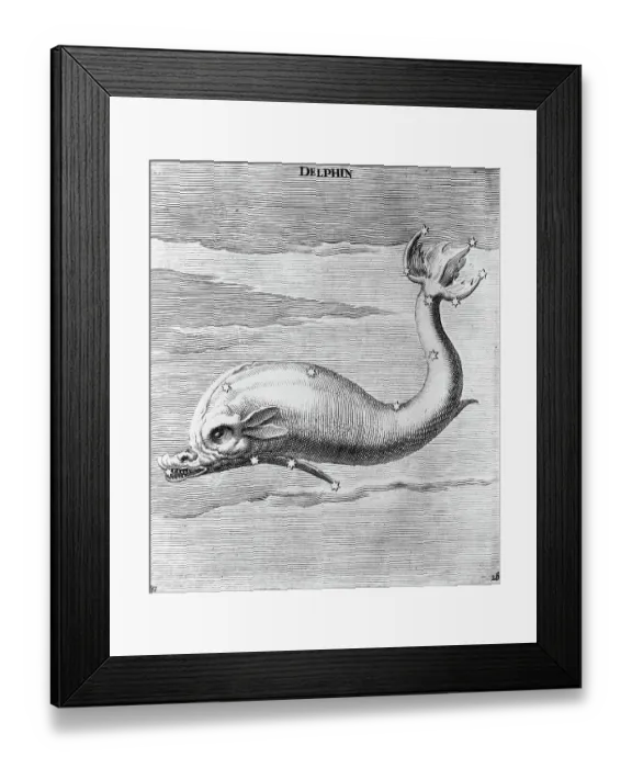 Framed Print : Engraving Of Constellation Delphin Framed Print : Engraving Of Constellation Delphin