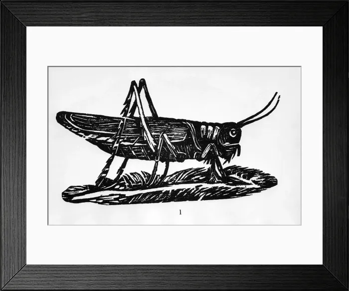 Framed Print : Woodcut Of A Grasshopper Framed Print : Woodcut Of A Grasshopper