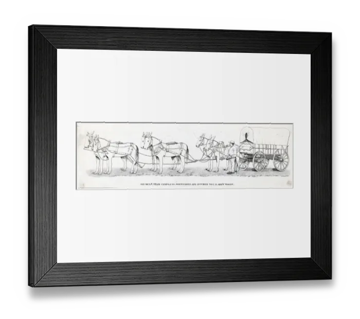 Framed Print : Mules Hitched To Army Wagon Framed Print : Mules Hitched To Army Wagon