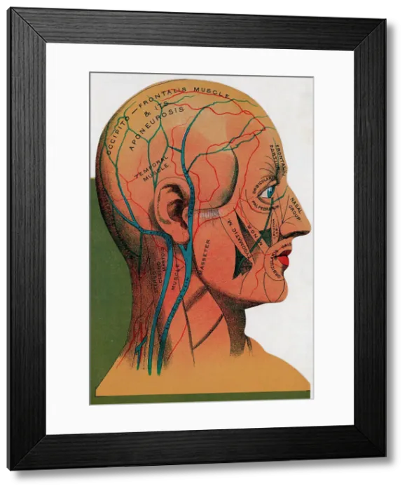 Framed Print : Anatomical Diagram Of Human Head Framed Print : Anatomical Diagram Of Human Head