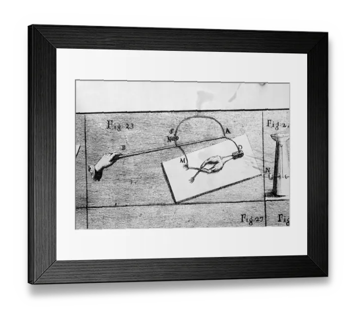 Framed Print : Illustration of Galvani's Frog Leg Experiment Framed Print : Illustration of Galvani's Frog Leg Experiment