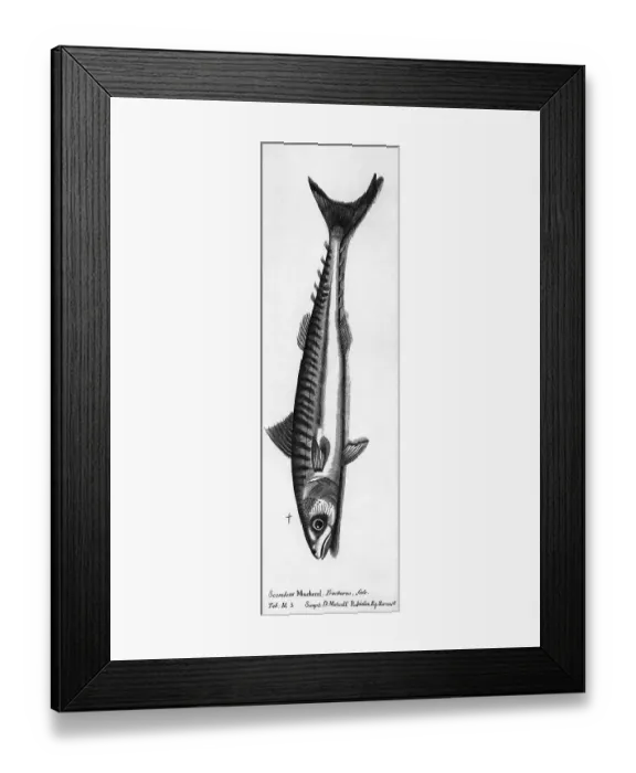 Framed Print : A Mackeral Engraving Framed Print : A Mackeral Engraving