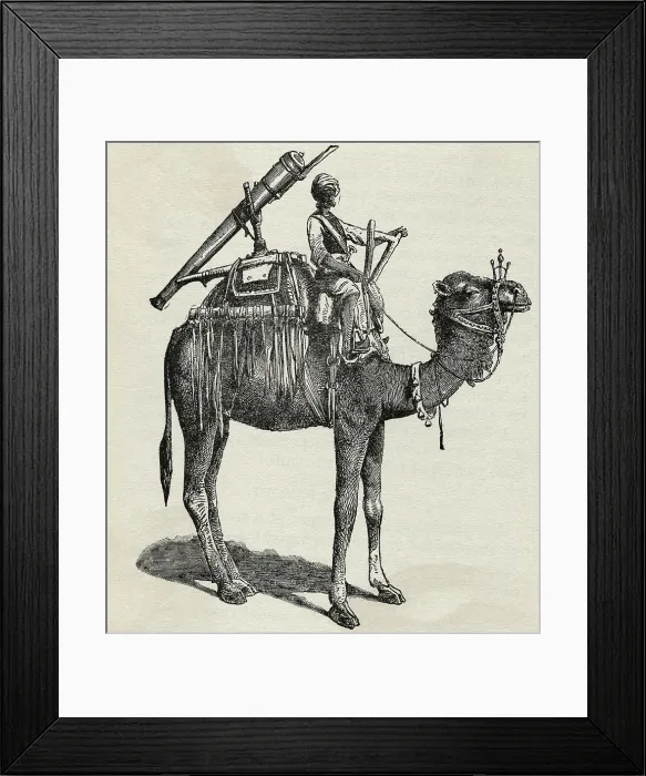 Framed Print : Gun Atop Camel In India Framed Print : Gun Atop Camel In India