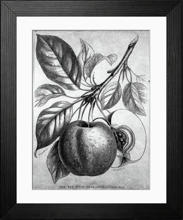 Framed Print : Grimes Golden Apple Framed Print : Grimes Golden Apple