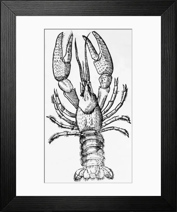 Framed Print : Engraving Of A Lobster Framed Print : Engraving Of A Lobster