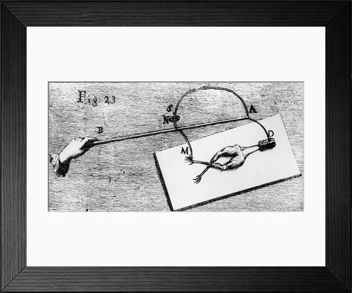 Framed Print : Frog'S Legs Receiving Electric Shock Framed Print : Frog'S Legs Receiving Electric Shock