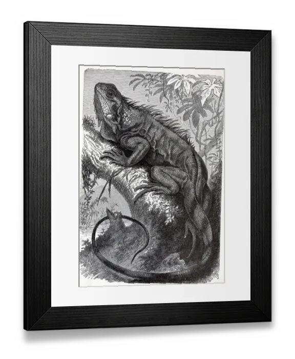 Framed Print : Illustration Of Iguana Framed Print : Illustration Of Iguana