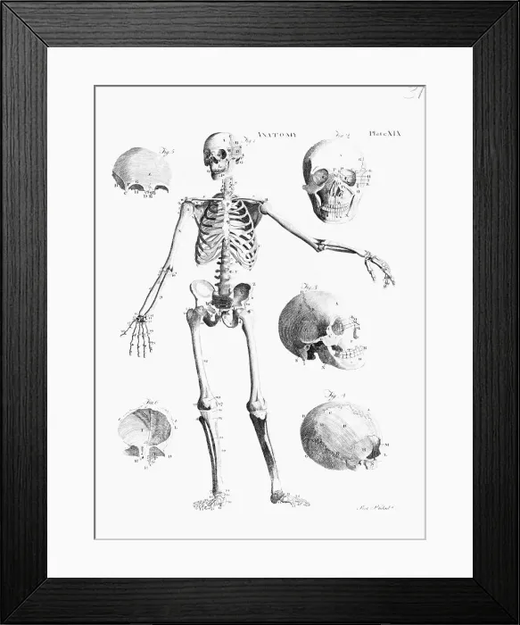 Framed Print : Full-Figure Skeleton Illus. W / Skulls Framed Print : Full-Figure Skeleton Illus. W / Skulls