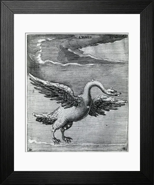 Framed Print : Engraving Of Constellation Cygnus Framed Print : Engraving Of Constellation Cygnus