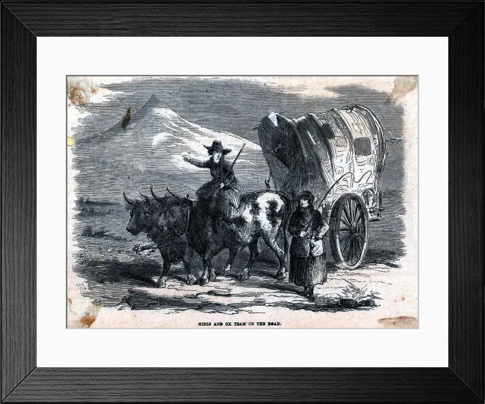 Framed Print : Women With Oxen And Covered Wagon Framed Print : Women With Oxen And Covered Wagon
